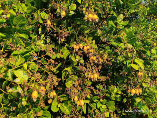 Cashew Orchard