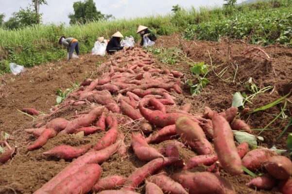 Khoai Lang Việt Nam - Nguồn: Baodaklak.vn
